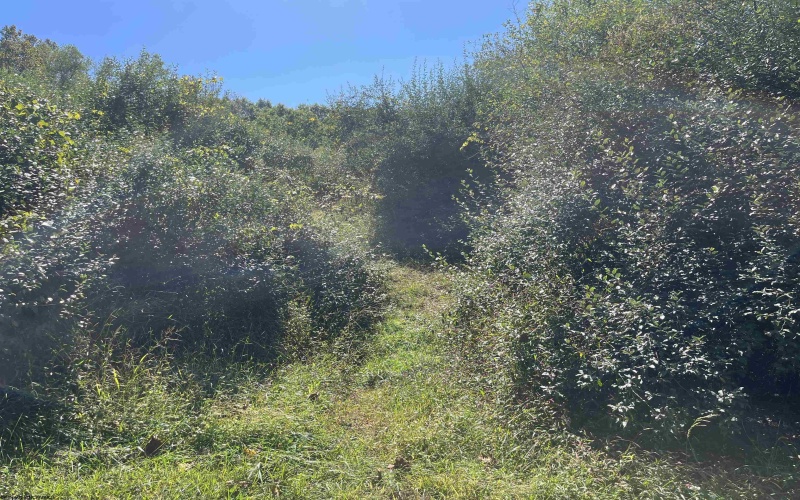 TBA Maple Street, Jane Lew, West Virginia 26378, ,Lots/land,For Sale,Maple,10162365 TBA Maple Street, Jane Lew, West Virginia 26378, ,Lots/land,For Sale,Maple,10162365