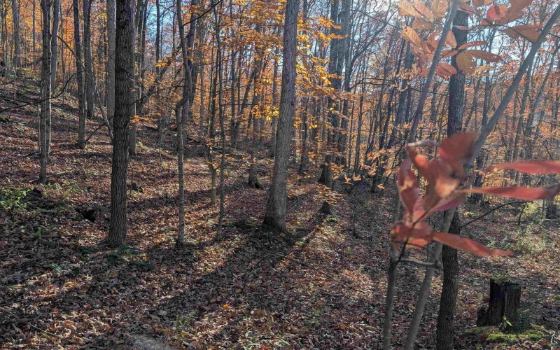 TBD Brush Run, Mannington, West Virginia 26582, ,Lots/land,For Sale,Brush,10162382 TBD Brush Run, Mannington, West Virginia 26582, ,Lots/land,For Sale,Brush,10162382