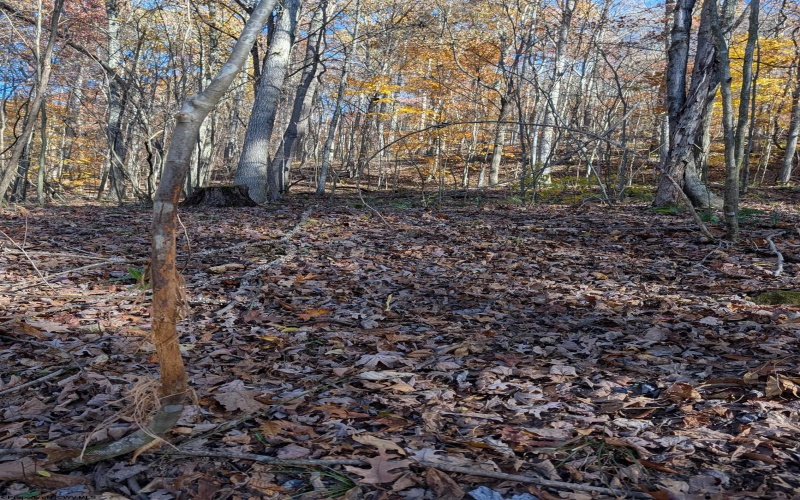 TBD Brush Run, Mannington, West Virginia 26582, ,Lots/land,For Sale,Brush,10162382 TBD Brush Run, Mannington, West Virginia 26582, ,Lots/land,For Sale,Brush,10162382