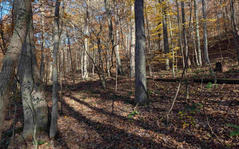 TBD Brush Run, Mannington, West Virginia 26582, ,Lots/land,For Sale,Brush,10162382 TBD Brush Run, Mannington, West Virginia 26582, ,Lots/land,For Sale,Brush,10162382