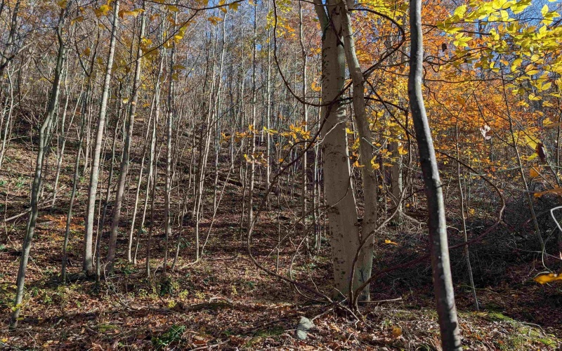 TBD Brush Run, Mannington, West Virginia 26582, ,Lots/land,For Sale,Brush,10162382 TBD Brush Run, Mannington, West Virginia 26582, ,Lots/land,For Sale,Brush,10162382