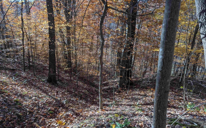 TBD Brush Run, Mannington, West Virginia 26582, ,Lots/land,For Sale,Brush,10162382 TBD Brush Run, Mannington, West Virginia 26582, ,Lots/land,For Sale,Brush,10162382