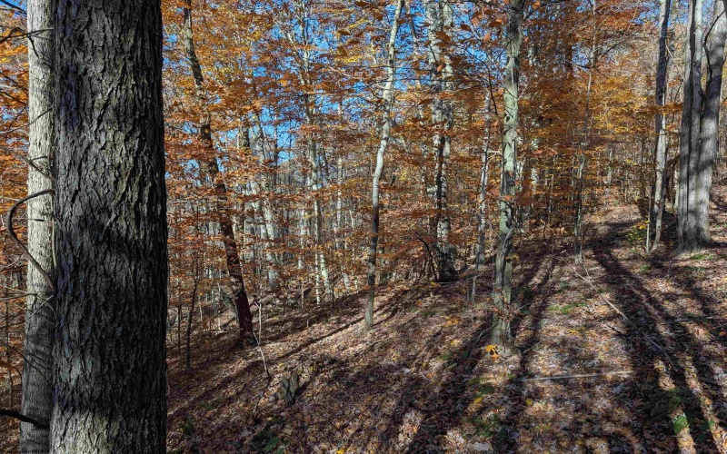 TBD Brush Run, Mannington, West Virginia 26582, ,Lots/land,For Sale,Brush,10162382 TBD Brush Run, Mannington, West Virginia 26582, ,Lots/land,For Sale,Brush,10162382