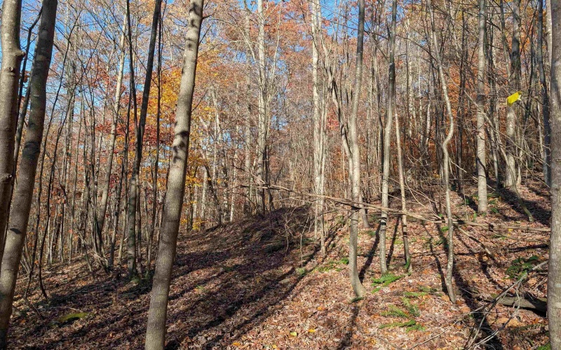 TBD Brush Run, Mannington, West Virginia 26582, ,Lots/land,For Sale,Brush,10162382 TBD Brush Run, Mannington, West Virginia 26582, ,Lots/land,For Sale,Brush,10162382