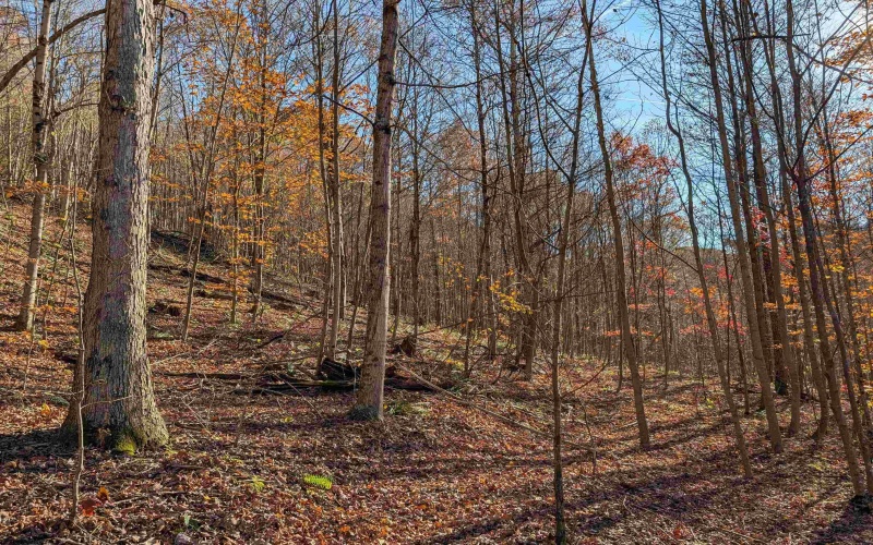 TBD Brush Run, Mannington, West Virginia 26582, ,Lots/land,For Sale,Brush,10162382 TBD Brush Run, Mannington, West Virginia 26582, ,Lots/land,For Sale,Brush,10162382