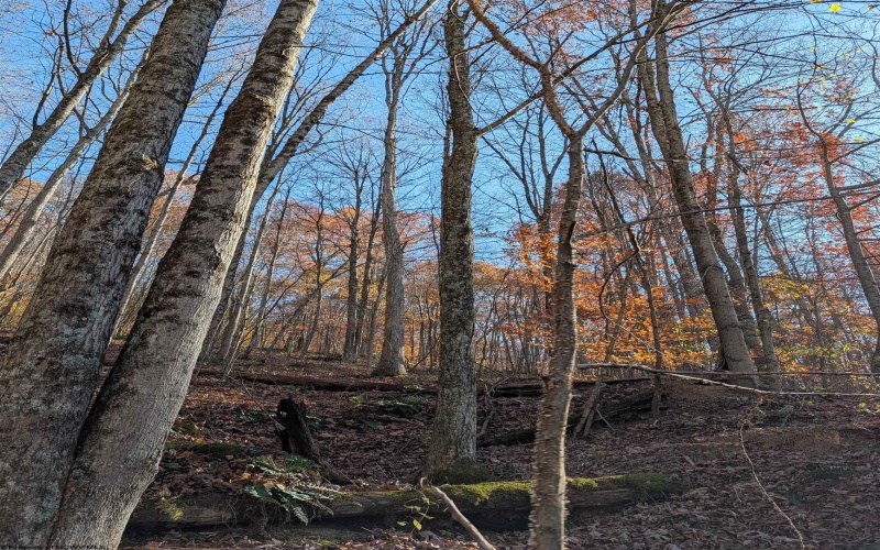 TBD Brush Run, Mannington, West Virginia 26582, ,Lots/land,For Sale,Brush,10162382 TBD Brush Run, Mannington, West Virginia 26582, ,Lots/land,For Sale,Brush,10162382