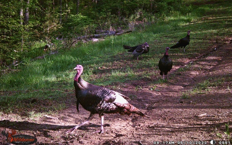 1819 Indian Creek Road, Alma, West Virginia 26320, 1 Bedroom Bedrooms, 5 Rooms Rooms,1 BathroomBathrooms,Single Family Detached,For Sale,Indian Creek,10158256