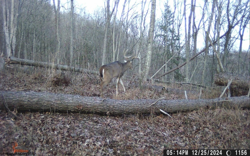 1819 Indian Creek Road, Alma, West Virginia 26320, 1 Bedroom Bedrooms, 5 Rooms Rooms,1 BathroomBathrooms,Single Family Detached,For Sale,Indian Creek,10158256