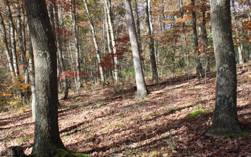 Lot 10 Sand Bank Heights Road, Masontown, West Virginia 26542, ,Lots/land,For Sale,Sand Bank Heights,10162408
