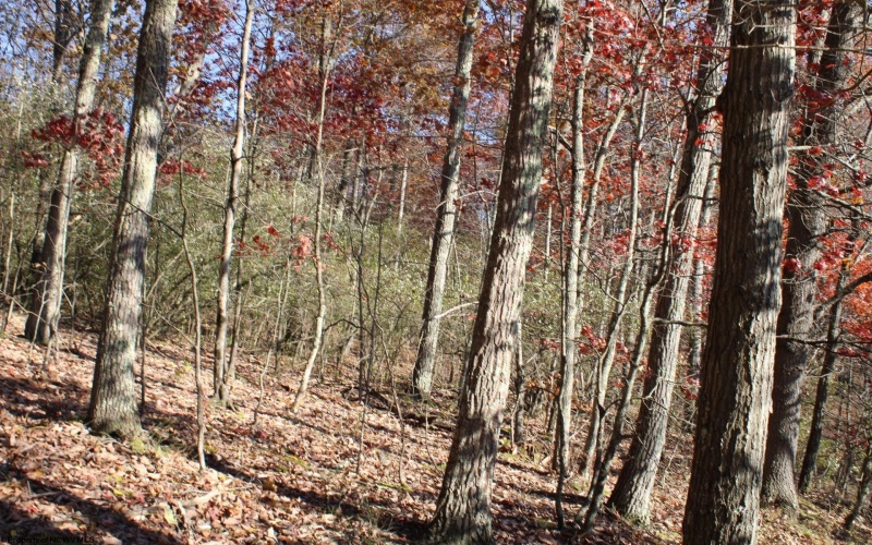Lot 10 Sand Bank Heights Road, Masontown, West Virginia 26542, ,Lots/land,For Sale,Sand Bank Heights,10162408