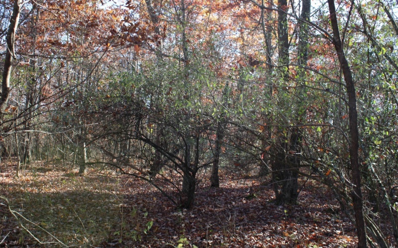 Lot 10 Sand Bank Heights Road, Masontown, West Virginia 26542, ,Lots/land,For Sale,Sand Bank Heights,10162408