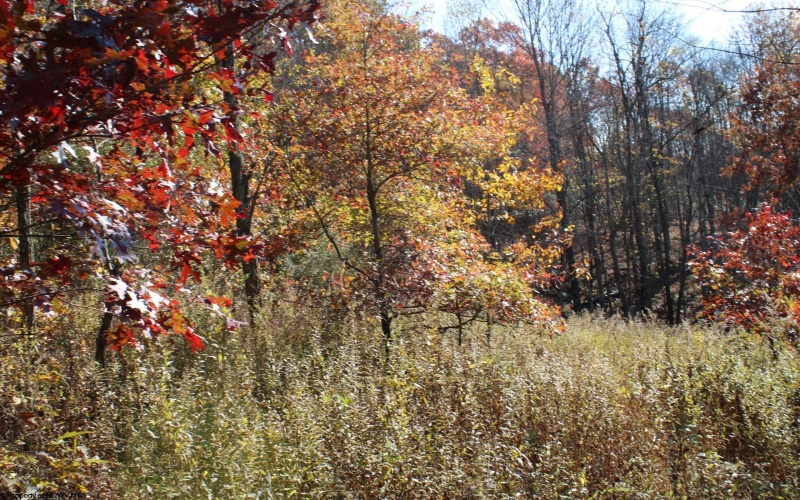 Lot 11 Sand Bank Heights Road, Masontown, West Virginia 26542, ,Lots/land,For Sale,Sand Bank Heights,10162409