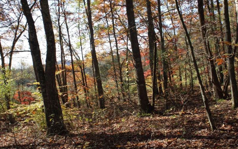 Lot 11 Sand Bank Heights Road, Masontown, West Virginia 26542, ,Lots/land,For Sale,Sand Bank Heights,10162409