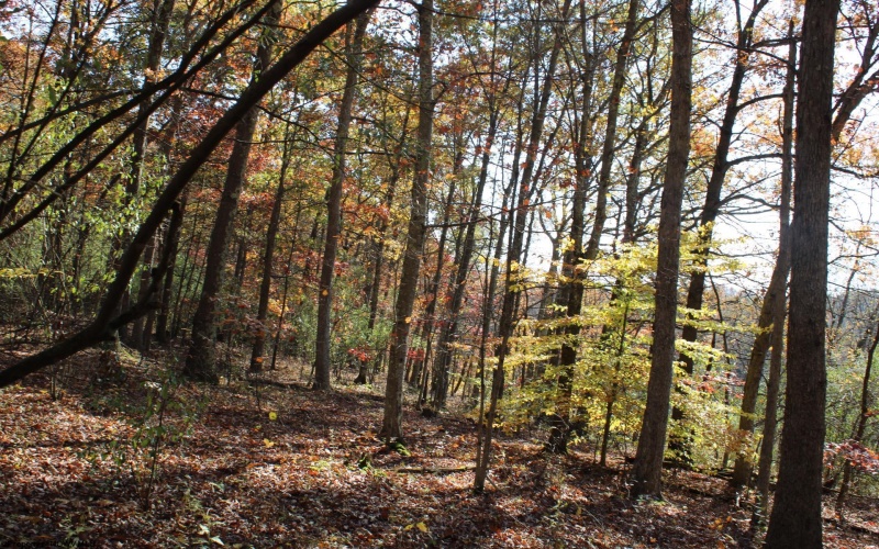 Lot 11 Sand Bank Heights Road, Masontown, West Virginia 26542, ,Lots/land,For Sale,Sand Bank Heights,10162409