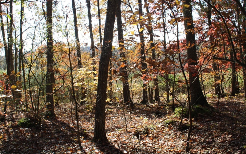 Lot 11 Sand Bank Heights Road, Masontown, West Virginia 26542, ,Lots/land,For Sale,Sand Bank Heights,10162409