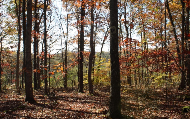 Lot 11 Sand Bank Heights Road, Masontown, West Virginia 26542, ,Lots/land,For Sale,Sand Bank Heights,10162409
