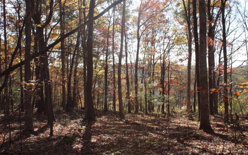Lot 11 Sand Bank Heights Road, Masontown, West Virginia 26542, ,Lots/land,For Sale,Sand Bank Heights,10162409