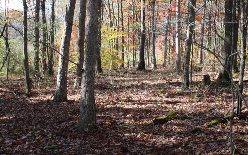 Lot 11 Sand Bank Heights Road, Masontown, West Virginia 26542, ,Lots/land,For Sale,Sand Bank Heights,10162409