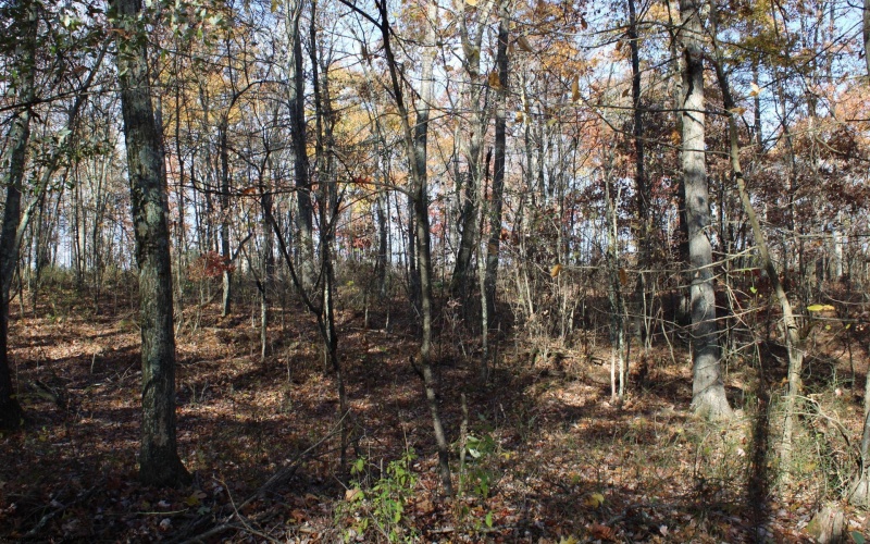 Lot 12 Sand Bank Heights Road, Masontown, West Virginia 26542, ,Lots/land,For Sale,Sand Bank Heights,10162410