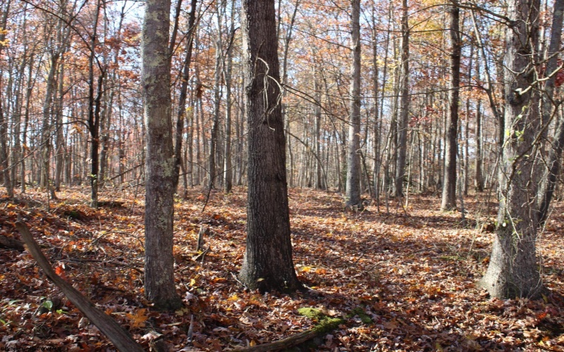 Lot 12 Sand Bank Heights Road, Masontown, West Virginia 26542, ,Lots/land,For Sale,Sand Bank Heights,10162410