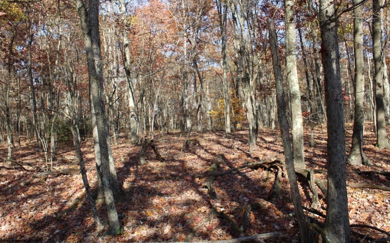 Lot 12 Sand Bank Heights Road, Masontown, West Virginia 26542, ,Lots/land,For Sale,Sand Bank Heights,10162410