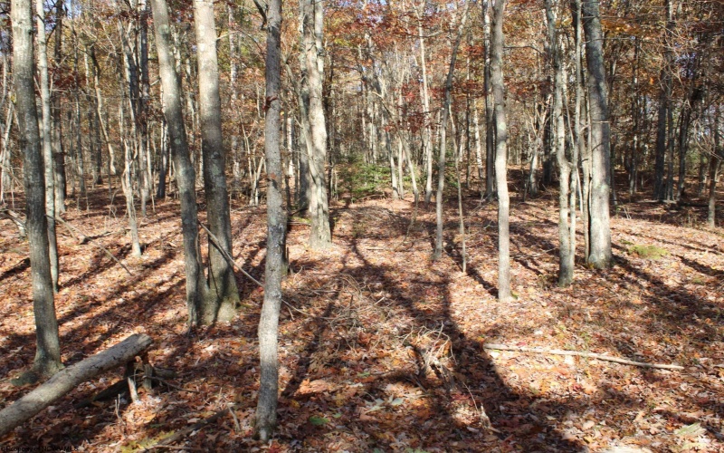 Lot 12 Sand Bank Heights Road, Masontown, West Virginia 26542, ,Lots/land,For Sale,Sand Bank Heights,10162410