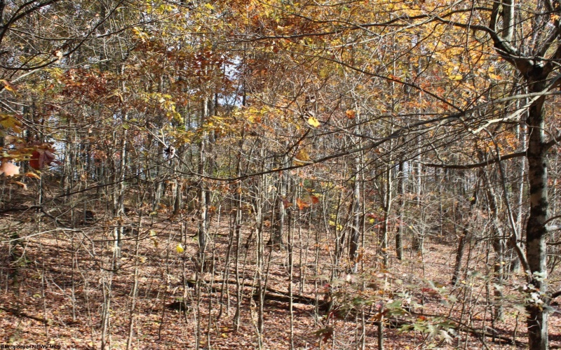 Lot 12 Sand Bank Heights Road, Masontown, West Virginia 26542, ,Lots/land,For Sale,Sand Bank Heights,10162410