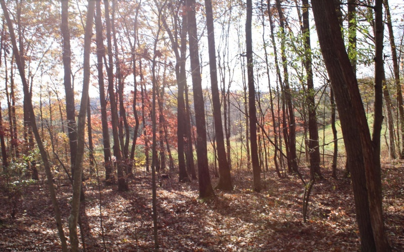 Lot 12 Sand Bank Heights Road, Masontown, West Virginia 26542, ,Lots/land,For Sale,Sand Bank Heights,10162410
