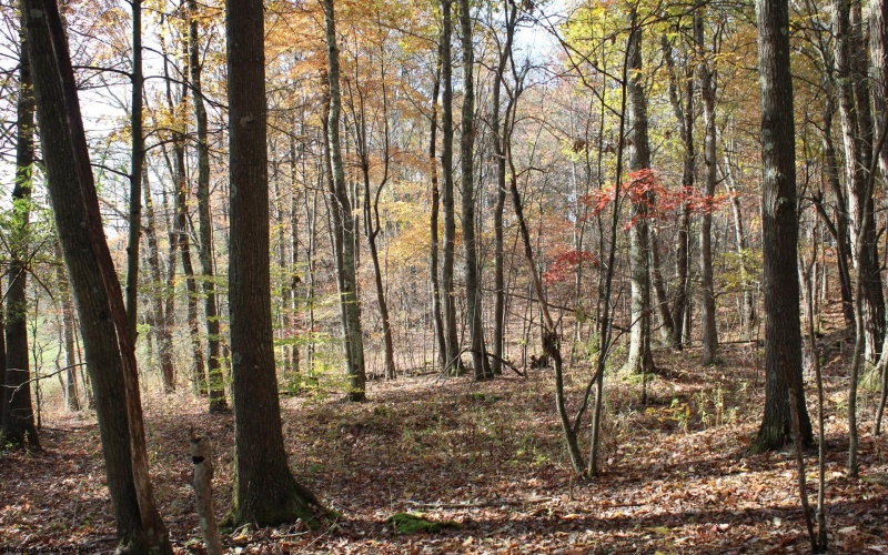 Lot 12 Sand Bank Heights Road, Masontown, West Virginia 26542, ,Lots/land,For Sale,Sand Bank Heights,10162410