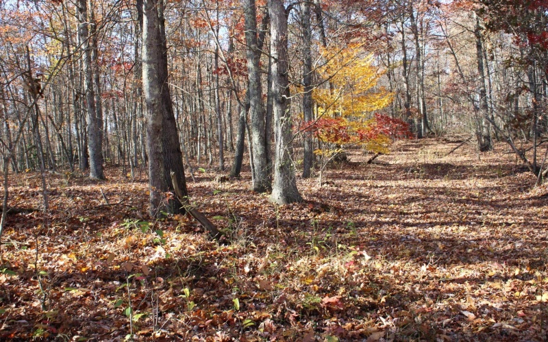 Lot 12 Sand Bank Heights Road, Masontown, West Virginia 26542, ,Lots/land,For Sale,Sand Bank Heights,10162410
