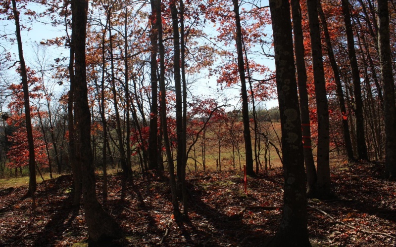 Lot 12 Sand Bank Heights Road, Masontown, West Virginia 26542, ,Lots/land,For Sale,Sand Bank Heights,10162410