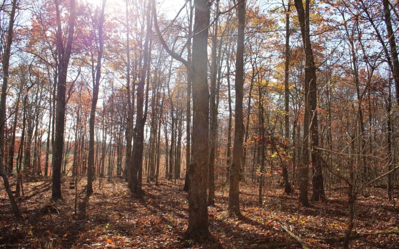 Lot 13 Sand Bank Heights Road, Masontown, West Virginia 26542, ,Lots/land,For Sale,Sand Bank Heights,10162411