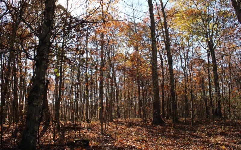 Lot 13 Sand Bank Heights Road, Masontown, West Virginia 26542, ,Lots/land,For Sale,Sand Bank Heights,10162411