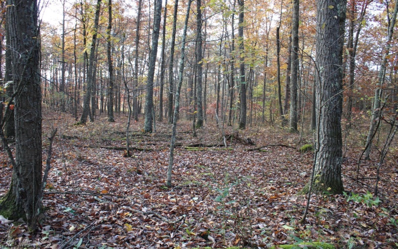 Lot 14 Sand Bank Heights Road, Masontown, West Virginia 26542, ,Lots/land,For Sale,Sand Bank Heights,10162412 Lot 14 Sand Bank Heights Road, Masontown, West Virginia 26542, ,Lots/land,For Sale,Sand Bank Heights,10162412