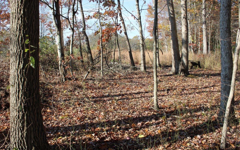 Lot 15 Sand Bank Heights Road, Masontown, West Virginia 26542, ,Lots/land,For Sale,Sand Bank Heights,10162413 Lot 15 Sand Bank Heights Road, Masontown, West Virginia 26542, ,Lots/land,For Sale,Sand Bank Heights,10162413