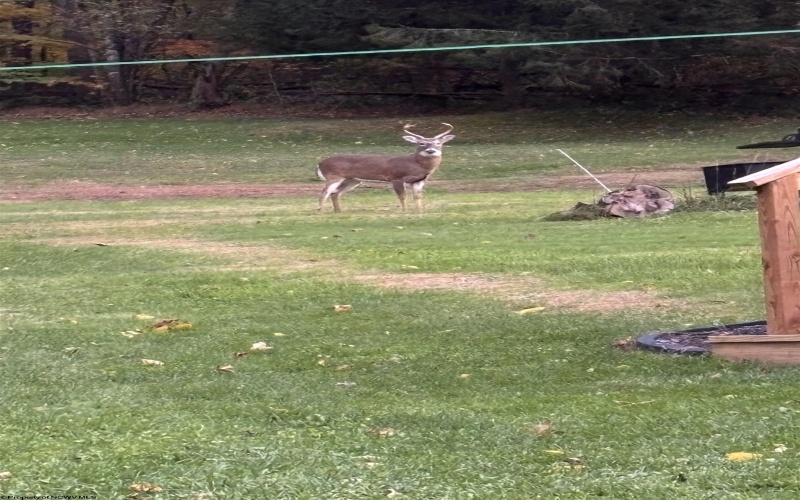 21 WILSON Street, Junior, West Virginia 26275, 4 Bedrooms Bedrooms, 8 Rooms Rooms,2 BathroomsBathrooms,Single Family Detached,For Sale,WILSON,10162225