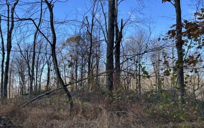 TBD Spruce Run Road, Terra Alta, West Virginia 26764, ,Lots/land,For Sale,Spruce Run,10162446 TBD Spruce Run Road, Terra Alta, West Virginia 26764, ,Lots/land,For Sale,Spruce Run,10162446