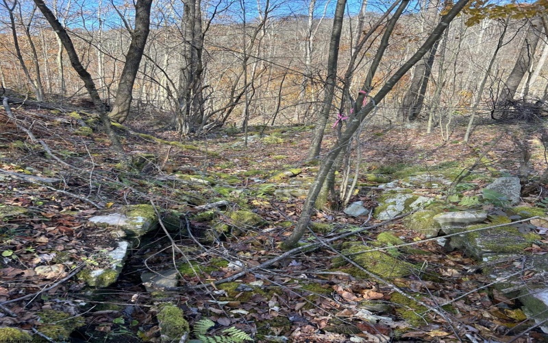 TBD Spruce Run Road, Terra Alta, West Virginia 26764, ,Lots/land,For Sale,Spruce Run,10162446 TBD Spruce Run Road, Terra Alta, West Virginia 26764, ,Lots/land,For Sale,Spruce Run,10162446