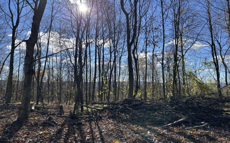 TBD Spruce Run Road, Terra Alta, West Virginia 26764, ,Lots/land,For Sale,Spruce Run,10162446 TBD Spruce Run Road, Terra Alta, West Virginia 26764, ,Lots/land,For Sale,Spruce Run,10162446