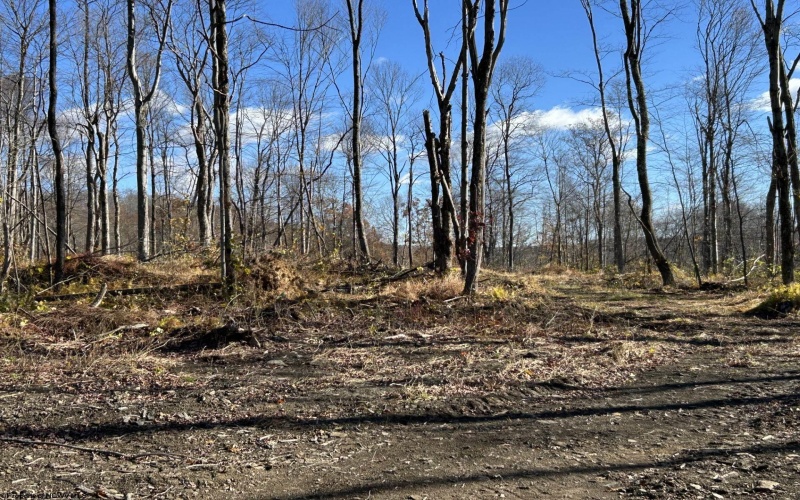 TBD Spruce Run Road, Terra Alta, West Virginia 26764, ,Lots/land,For Sale,Spruce Run,10162446 TBD Spruce Run Road, Terra Alta, West Virginia 26764, ,Lots/land,For Sale,Spruce Run,10162446