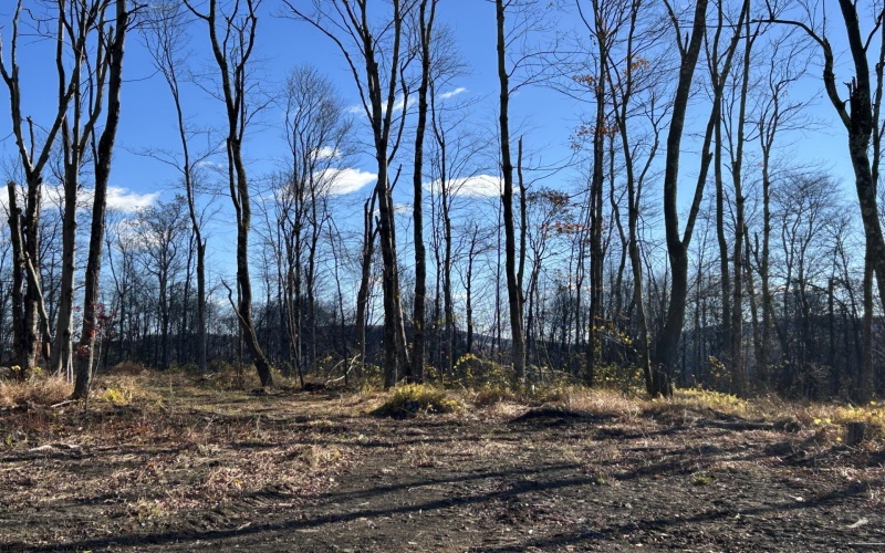 TBD Spruce Run Road, Terra Alta, West Virginia 26764, ,Lots/land,For Sale,Spruce Run,10162446 TBD Spruce Run Road, Terra Alta, West Virginia 26764, ,Lots/land,For Sale,Spruce Run,10162446