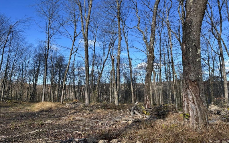 TBD Spruce Run Road, Terra Alta, West Virginia 26764, ,Lots/land,For Sale,Spruce Run,10162446 TBD Spruce Run Road, Terra Alta, West Virginia 26764, ,Lots/land,For Sale,Spruce Run,10162446