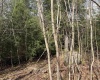 Lot 75 Canal Street, Davis, West Virginia 26260, ,Lots/land,For Sale,Canal,10157950