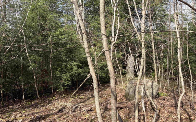 Lot 75 Canal Street, Davis, West Virginia 26260, ,Lots/land,For Sale,Canal,10157950