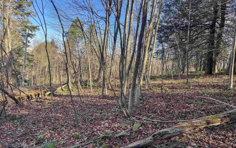 Lot 12 Whitewater Parkway, Bruceton Mills, West Virginia 26525, ,Lots/land,For Sale,Whitewater,10162472 Lot 12 Whitewater Parkway, Bruceton Mills, West Virginia 26525, ,Lots/land,For Sale,Whitewater,10162472