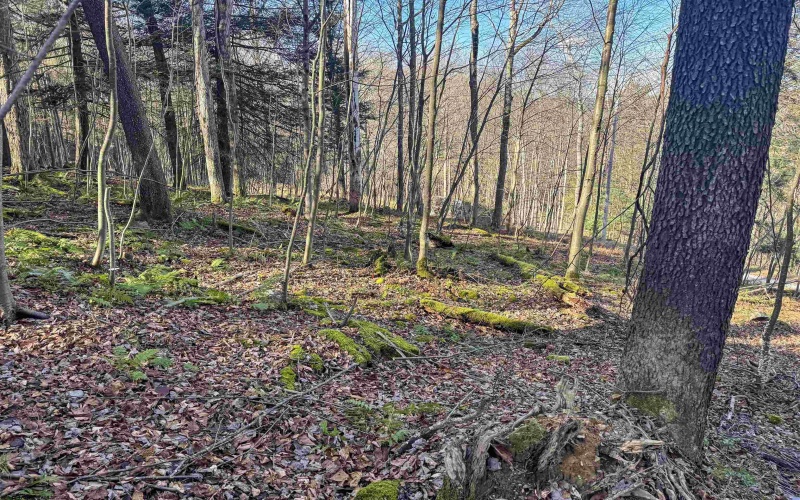 Lot 12 Whitewater Parkway, Bruceton Mills, West Virginia 26525, ,Lots/land,For Sale,Whitewater,10162472 Lot 12 Whitewater Parkway, Bruceton Mills, West Virginia 26525, ,Lots/land,For Sale,Whitewater,10162472
