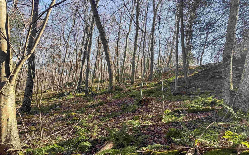 Lot 12 Whitewater Parkway, Bruceton Mills, West Virginia 26525, ,Lots/land,For Sale,Whitewater,10162472 Lot 12 Whitewater Parkway, Bruceton Mills, West Virginia 26525, ,Lots/land,For Sale,Whitewater,10162472