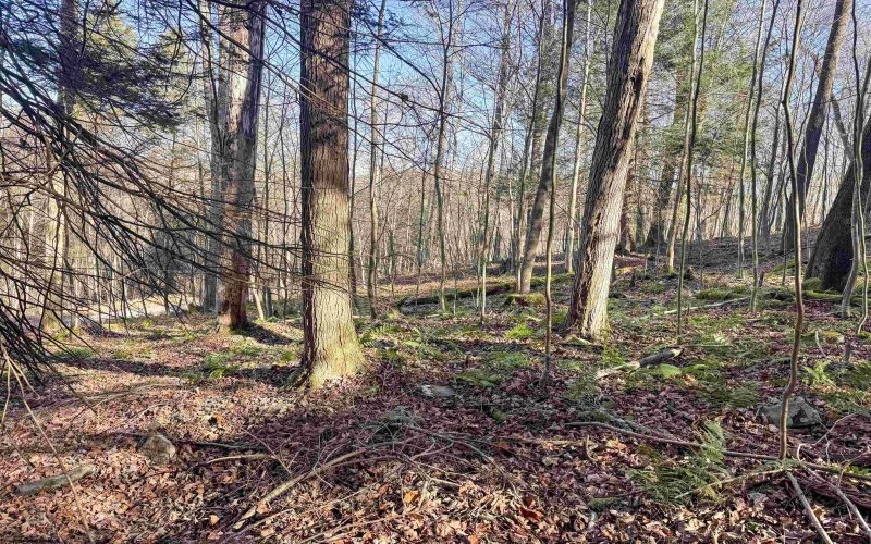 Lot 12 Whitewater Parkway, Bruceton Mills, West Virginia 26525, ,Lots/land,For Sale,Whitewater,10162472 Lot 12 Whitewater Parkway, Bruceton Mills, West Virginia 26525, ,Lots/land,For Sale,Whitewater,10162472