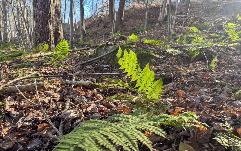 Lot 12 Whitewater Parkway, Bruceton Mills, West Virginia 26525, ,Lots/land,For Sale,Whitewater,10162472 Lot 12 Whitewater Parkway, Bruceton Mills, West Virginia 26525, ,Lots/land,For Sale,Whitewater,10162472