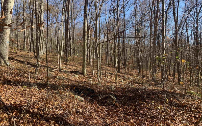 TBD Narrows Road, Philippi, West Virginia 26416, ,Lots/land,For Sale,Narrows,10162484 TBD Narrows Road, Philippi, West Virginia 26416, ,Lots/land,For Sale,Narrows,10162484